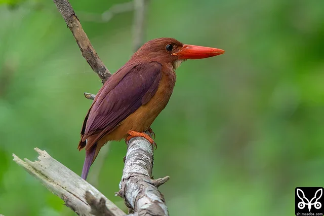 こちらのアカショウビンは、まだ幼鳥に給餌していました。成鳥はゆるいのですが、幼鳥は警戒心が非常に強い個体でした。