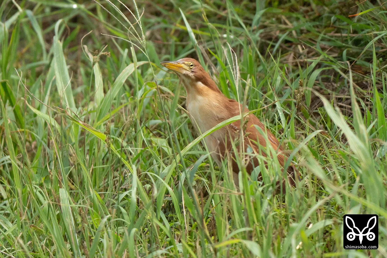 リュウキュウヨシゴイ