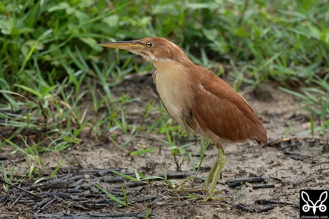 リュウキュウヨシゴイ成鳥のオス。