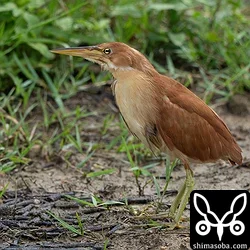 リュウキュウヨシゴイ成鳥のオス。