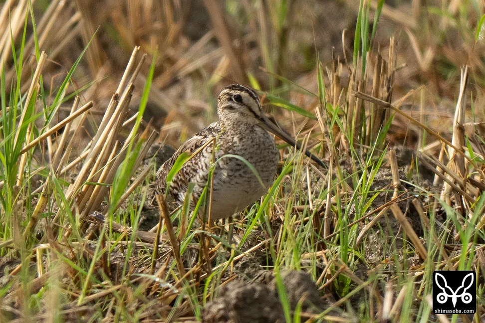 チュウジシギ