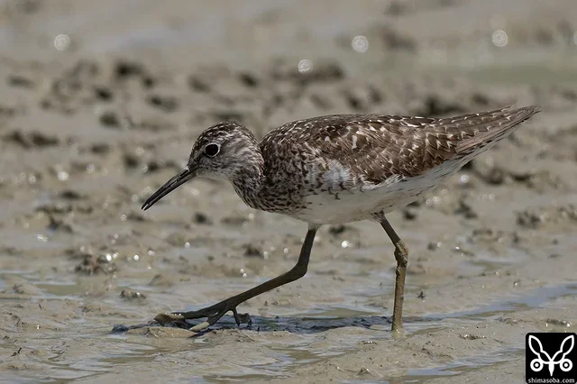 タカブシギもまだ夏羽。