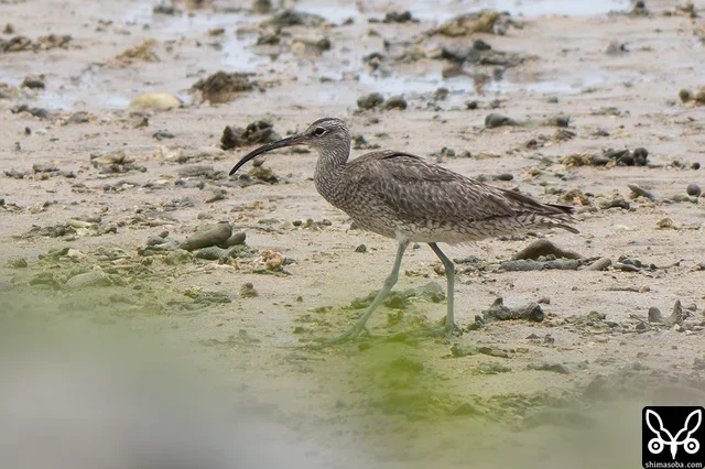 今季初のチュウシャクシギ。成鳥ばかり6羽の小群でした。