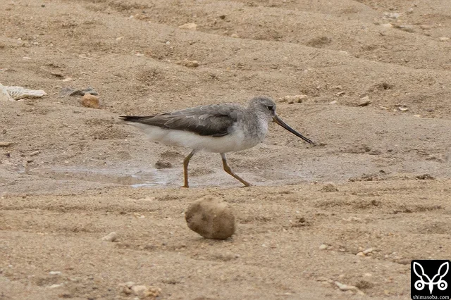 ソリハシシギの成鳥も複数を観察しました。