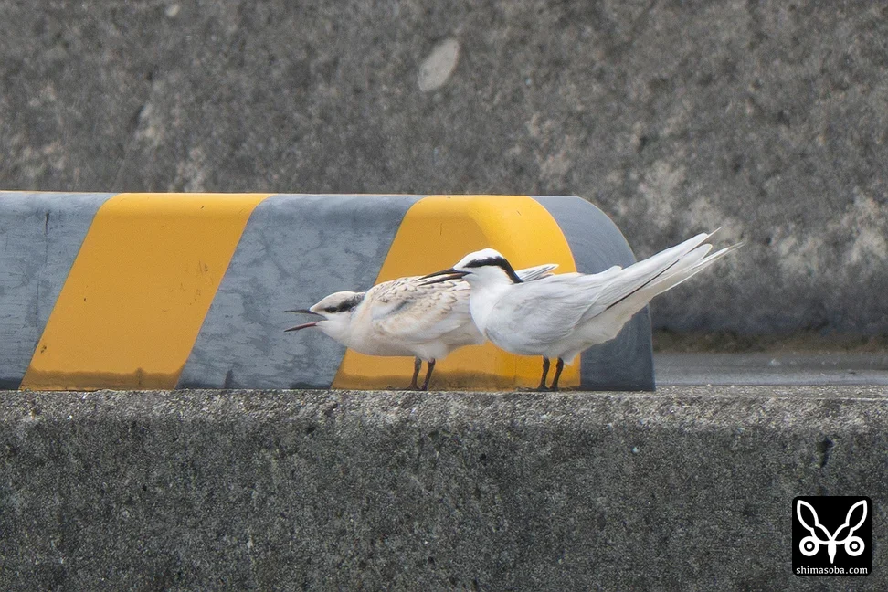 エリグロアジサシ