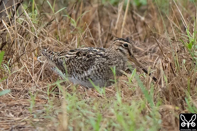 上のハリオシギと一緒にいたチュウジシギの成鳥。