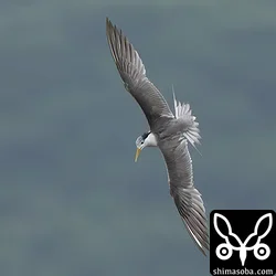 オオアジサシ