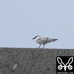 ベニアジサシ