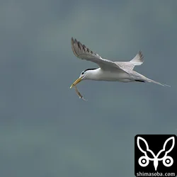 オオアジサシ
