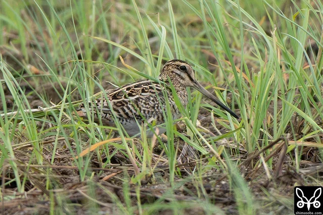 チュウジシギの成鳥。雨風が強くこの個体を最後にこの日の合宿は終了。台風の中、居酒屋でジシギ談義に花を咲かせました。^^