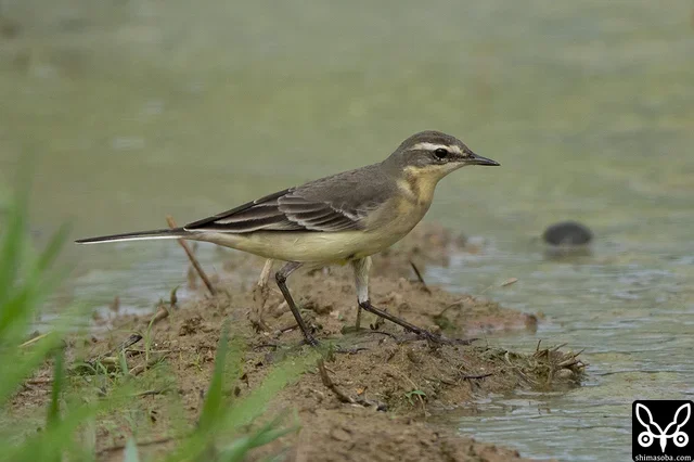 東方黃鶺鴒幼鳥，也正逐漸換為第一冬羽。
