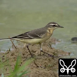 マミジロツメナガセキレイ