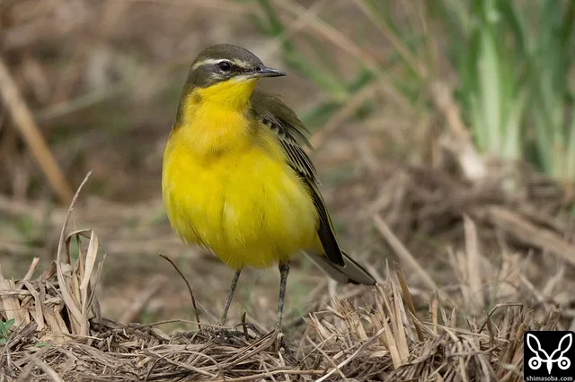 東方黃鶺鴒（白眉型）成鳥，正逐漸換為冬羽。
