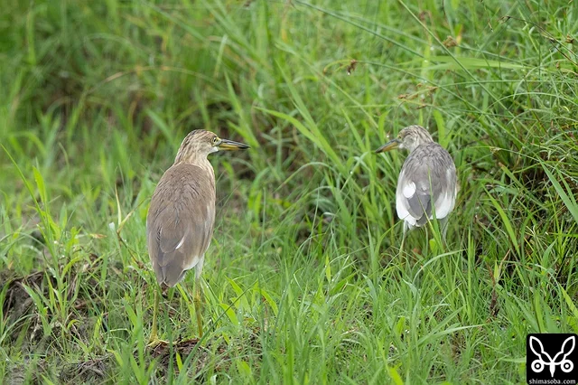 Same Javan Pond Herons, but the colouring on the upperparts is quite different. Could it be a juvenile versus adult difference?