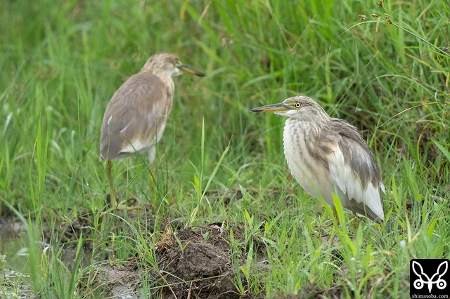 Two Javan Pond Herons.