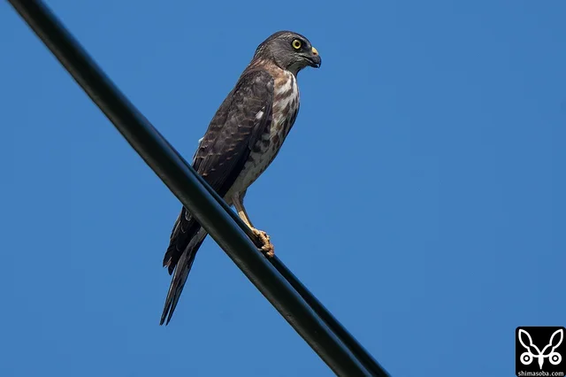 Chinese Sparrowhawk, juvenile. I also picked out several adults soaring.