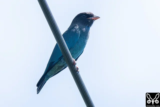 A few Oriental Dollarbird juveniles confirmed. All were juveniles.