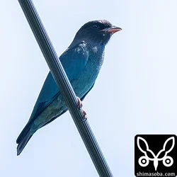 ブッポウソウの幼鳥は数羽確認。全て幼鳥でした。