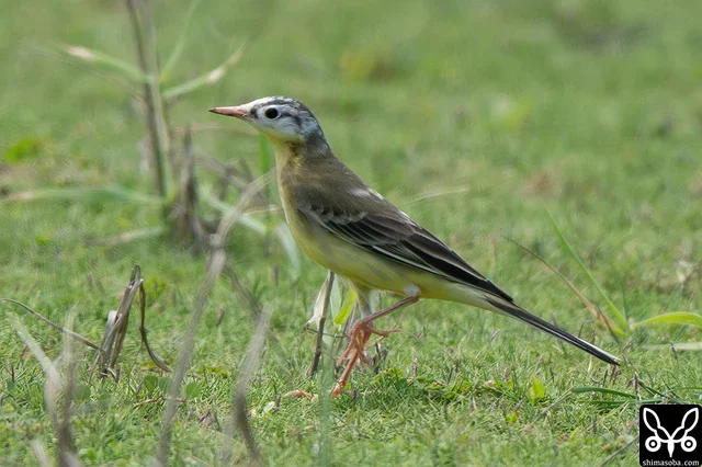Found a leucistic Eastern Yellow Wagtail. It was in a flock of "Siberian Thrush"-type Eastern Yellow Wagtails, so it's probably that subspecies. When I first spotted it I thought it might be a crazy rare subspecies. ^^;