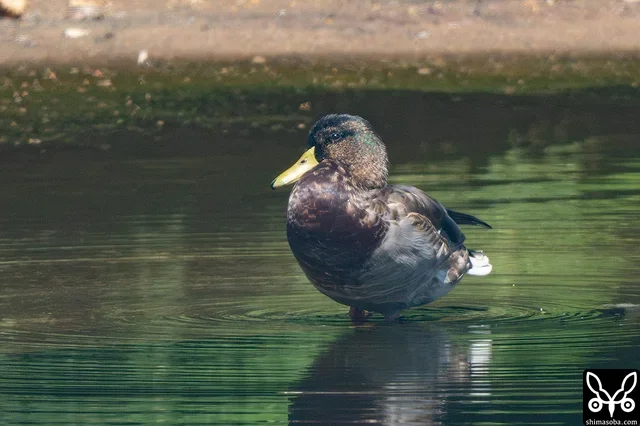 This Mallard was `observed at the same reservoir last year <https://shimasoba.com/blog/2541/>`_ as well. It may be spending the entire year at this pond, unable to migrate due to some kind of trouble.