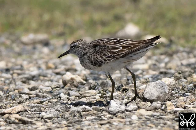 A single Sharp-tailed Sandpiper mixed in with a flock of Pacific Golden Plovers. It looked quite exhausted.