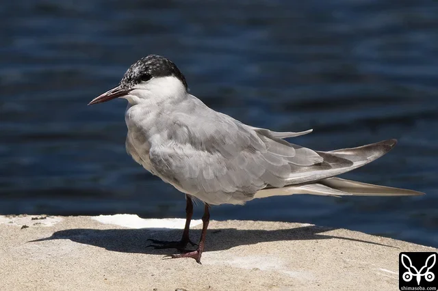 Whiskered Terns could also be observed in grasslands and similar areas.