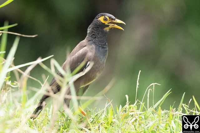 Common Myna numbers are increasing year by year.