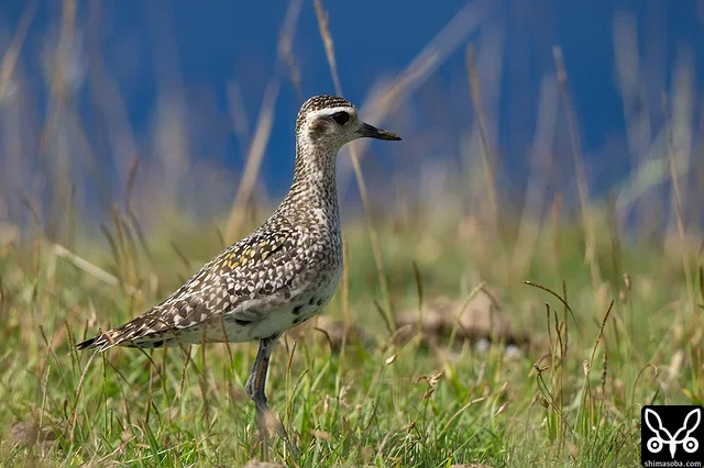 Pacific Golden Plovers were also in, with multiple flocks on farmland and grassland.
