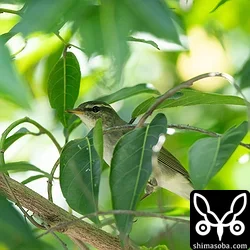コムシクイの鳴き声も聞けました。数はまだ少ないですが、これから越冬個体が増えていくでしょう。