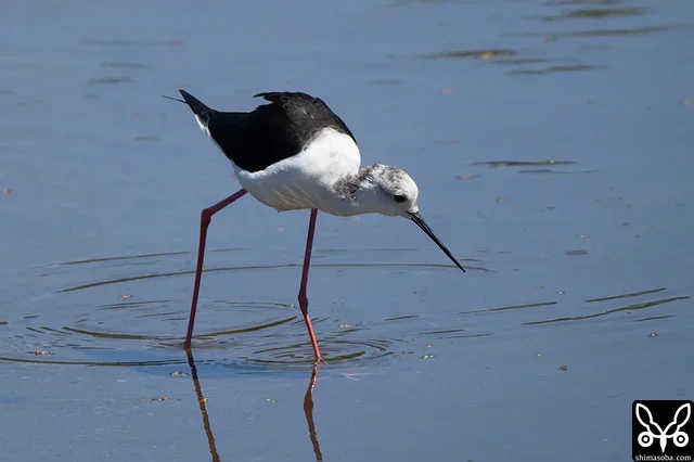 Black-winged Stilt at the reservoir. There are few water sources on Yonaguni Island, and various shorebird species had gathered here.