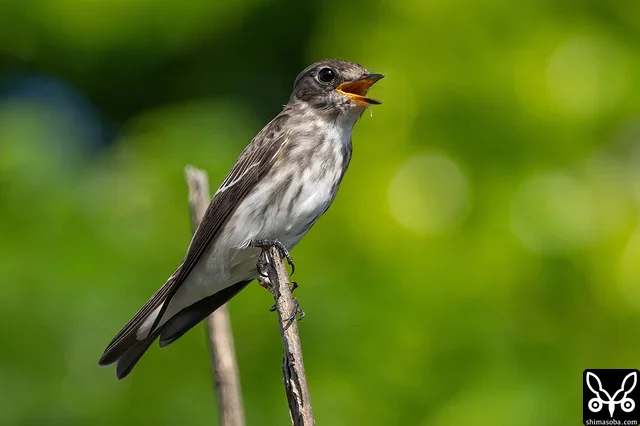 Grey-streaked Flycatcher were coming into Yonaguni Island in considerable numbers.