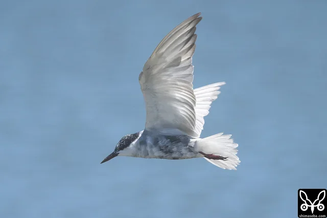 Whiskered Tern at the reservoir.