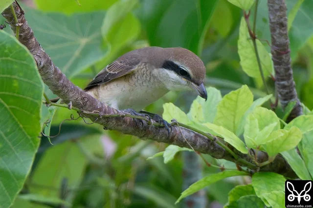 Subspecies such as Isabelline Shrike and Chinese Grey Shrike turn up, but the subtle differences make identification tricky, especially for females and juveniles.