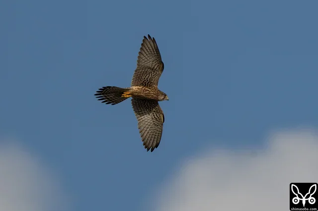 My first Common Kestrel of the season. It was flying along the cliffs facing the sea.