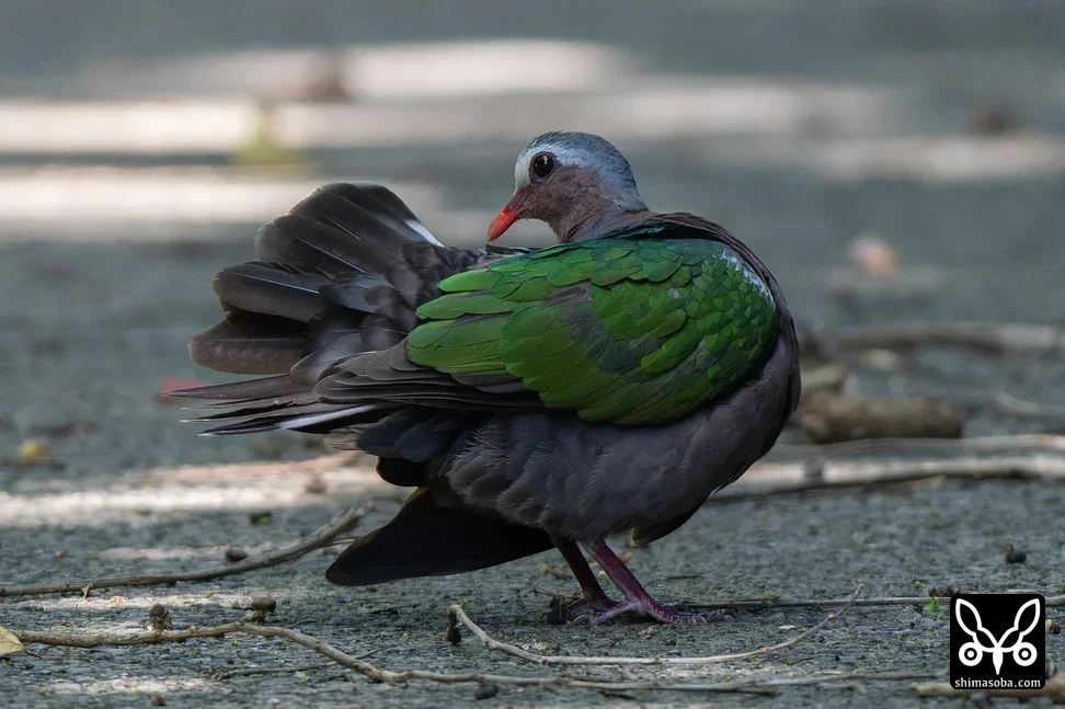 キンバト