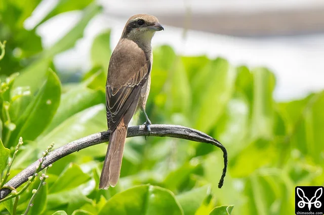 Isabelline Shrike were found in a variety of habitats — farmland, residential areas, the harbour, forest tracks and more.