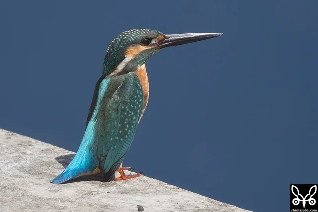 Common Kingfisher at the reservoir. I wonder whether it breeds on Yonaguni Island?
