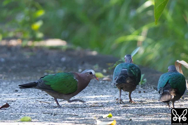 Encountered small flocks of Common Emerald Dove several times. They are very wary, so photography is a challenge.