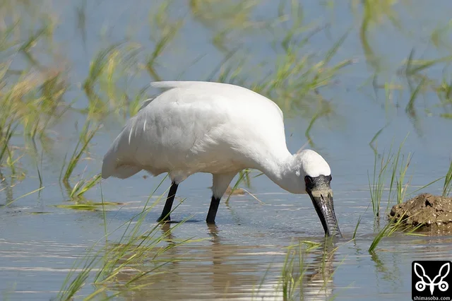 A Black-faced Spoonbill has been staying here for the past few days.