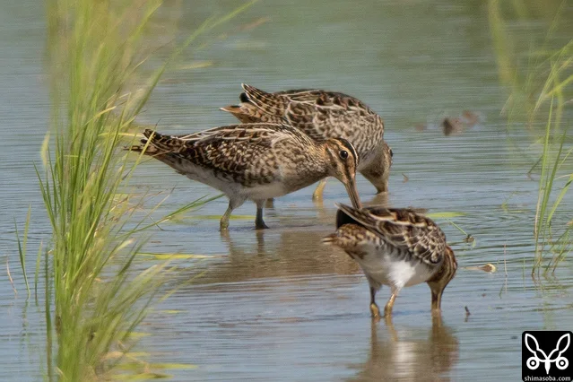 Common Snipe (two birds in the foreground) and Swinhoe's Snipe.