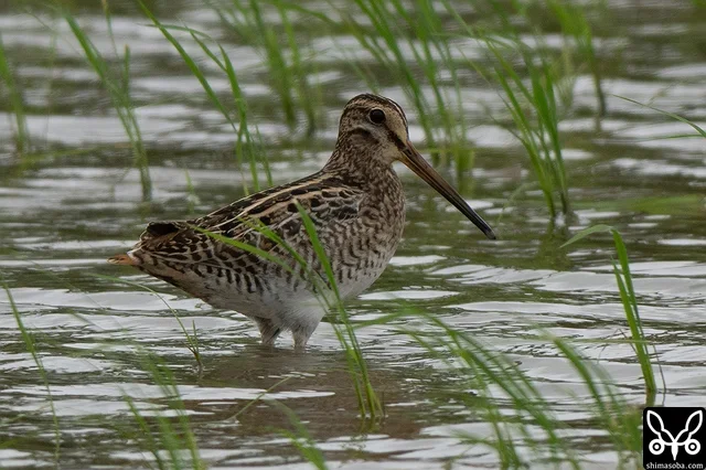 This is also a juvenile Swinhoe's Snipe.