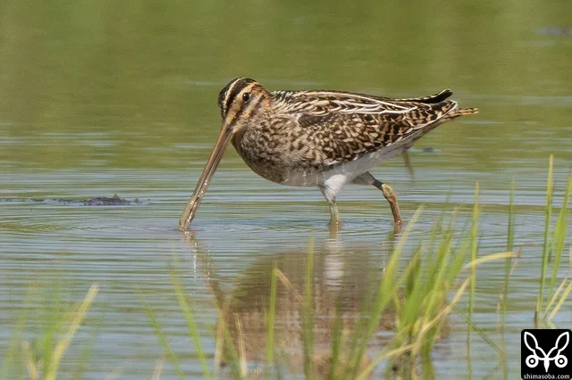 This is a Common Snipe. Numbers had been building for several days, but work kept me too busy to get out and see them.