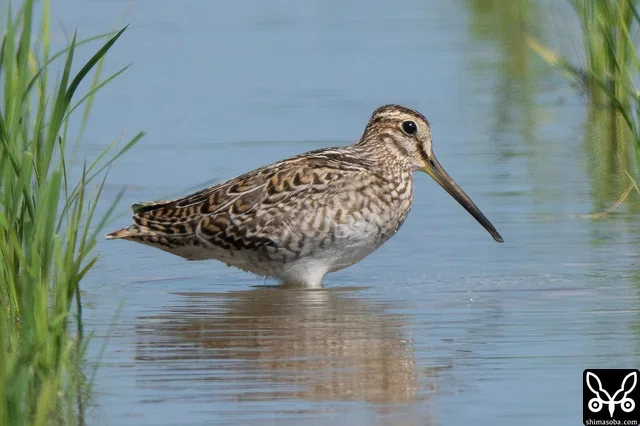 A textbook individual — identifiable as Pin-tailed Snipe at a glance.