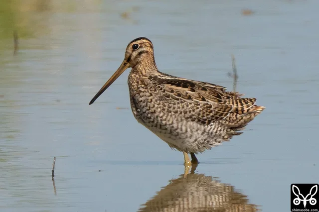 This is a Swinhoe's Snipe. A juvenile.