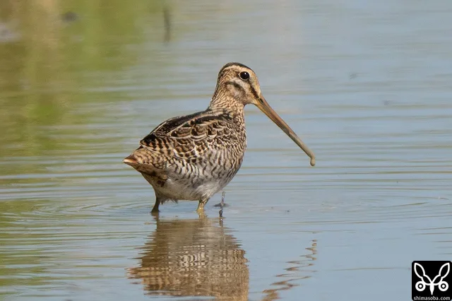 Same individual as above.