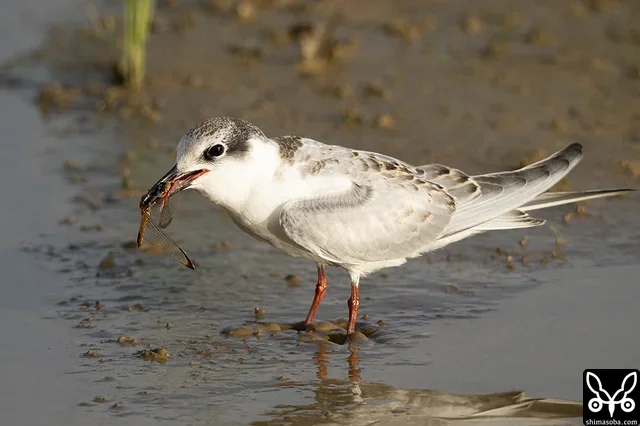 A juvenile Little Tern had caught a dragonfly.