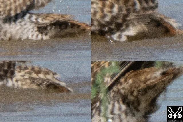 How the tail feathers of Pin-tailed Snipe appear. The look changes depending on the angle. For reference.