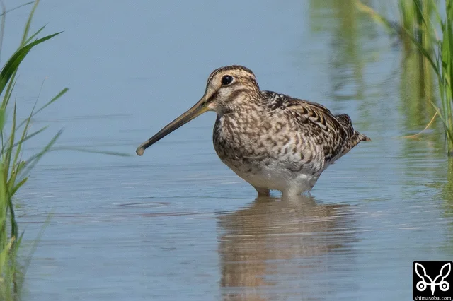 Same individual as above.