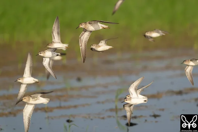 Sharp-tailed Sandpiper and Long-toed Stint, flushed by the arrival of a Common Kestrel.
