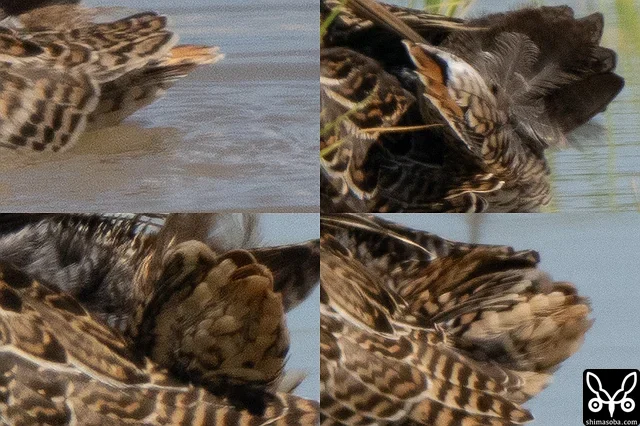 How the tail feathers of Swinhoe's Snipe appear. Depending on the angle, they are often mistaken for Pin-tailed Snipe.